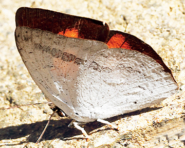 Curetis siva