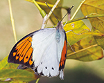 Great Orange Tip