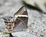 Ceylon Forester