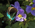 Common Banded Peacock