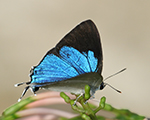 Peacock Royal