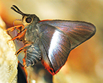 Orange-tailed Awl