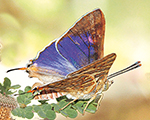 Scarce Shot Silverline