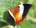 Tawny Rajah